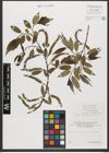 Foto von Salix triandra subsp. triandra L.